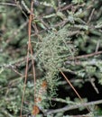 Bearded lichen, old man's beard, Usnea longissimaÃÂ is a lichen in the family Parmeliaceae (Kingdom Fungi) Royalty Free Stock Photo